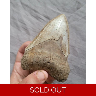 Rare Large Brown Megalodon Shark Tooth Fossil From Saint Mary's River Georgia